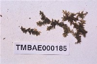 藏品(尖葉油苔)的圖片